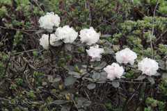 Rhododendron anthopogon